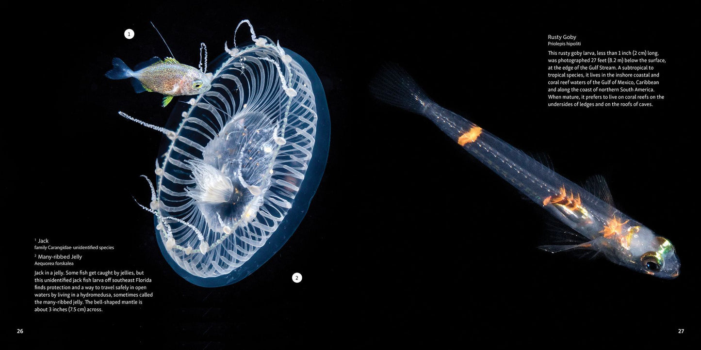 Strange Sea Creatures