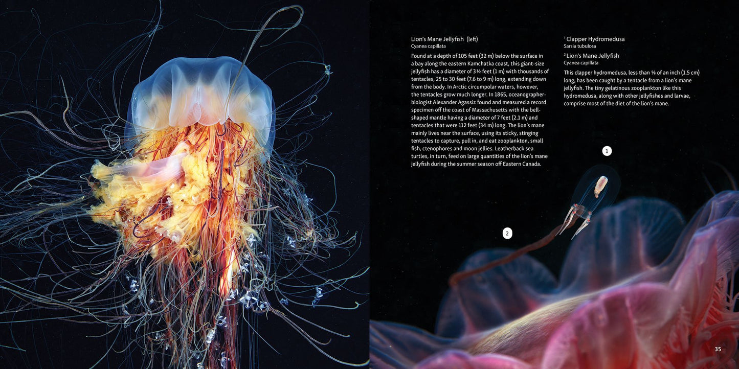 Strange Sea Creatures