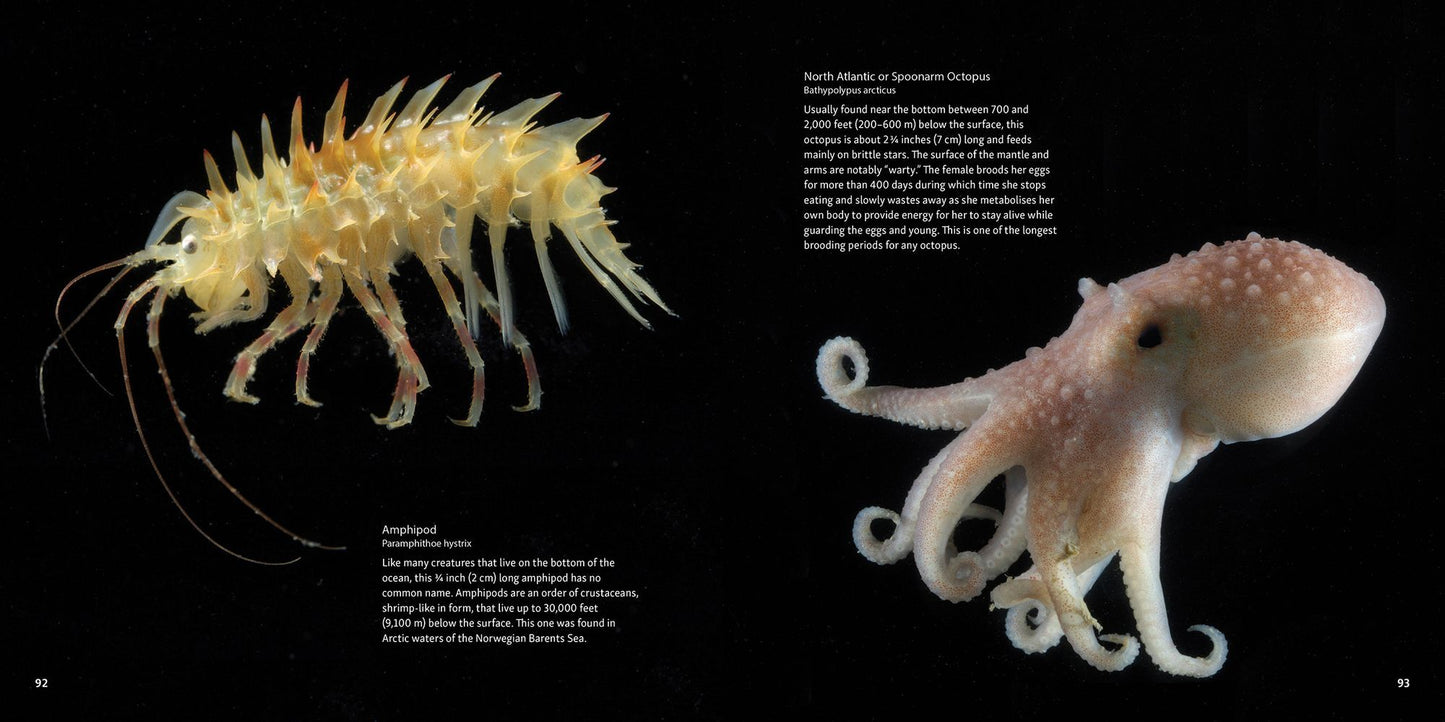 Strange Sea Creatures