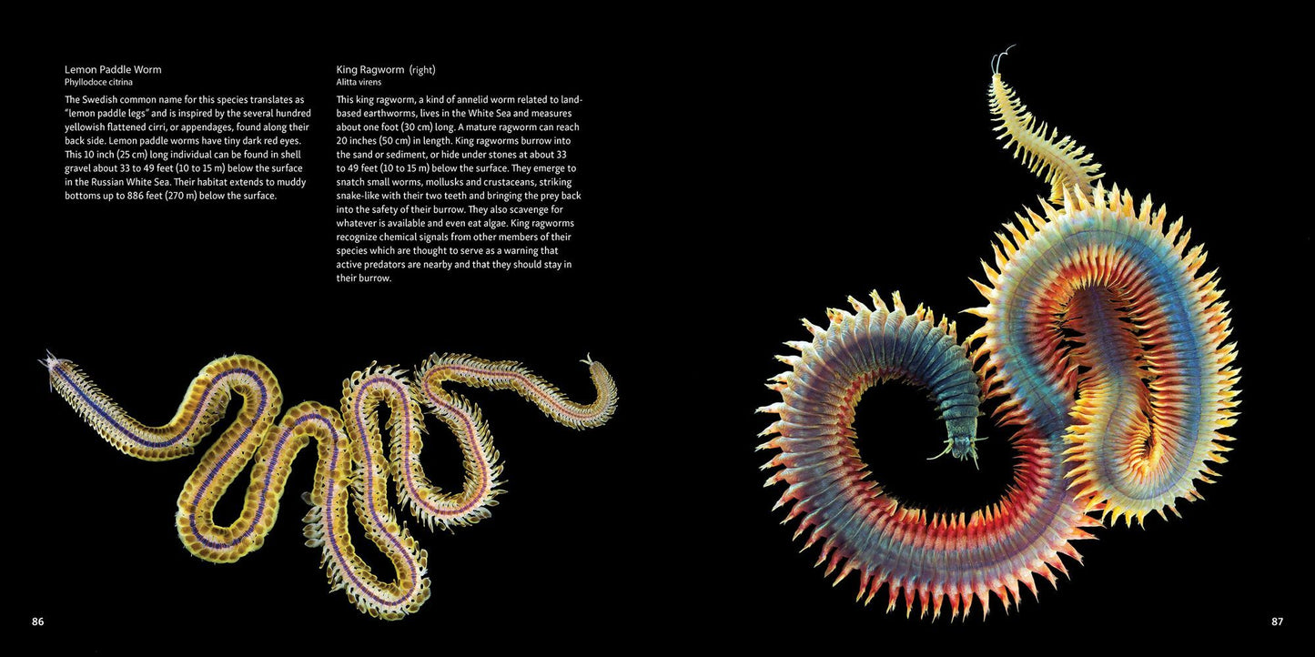 Strange Sea Creatures