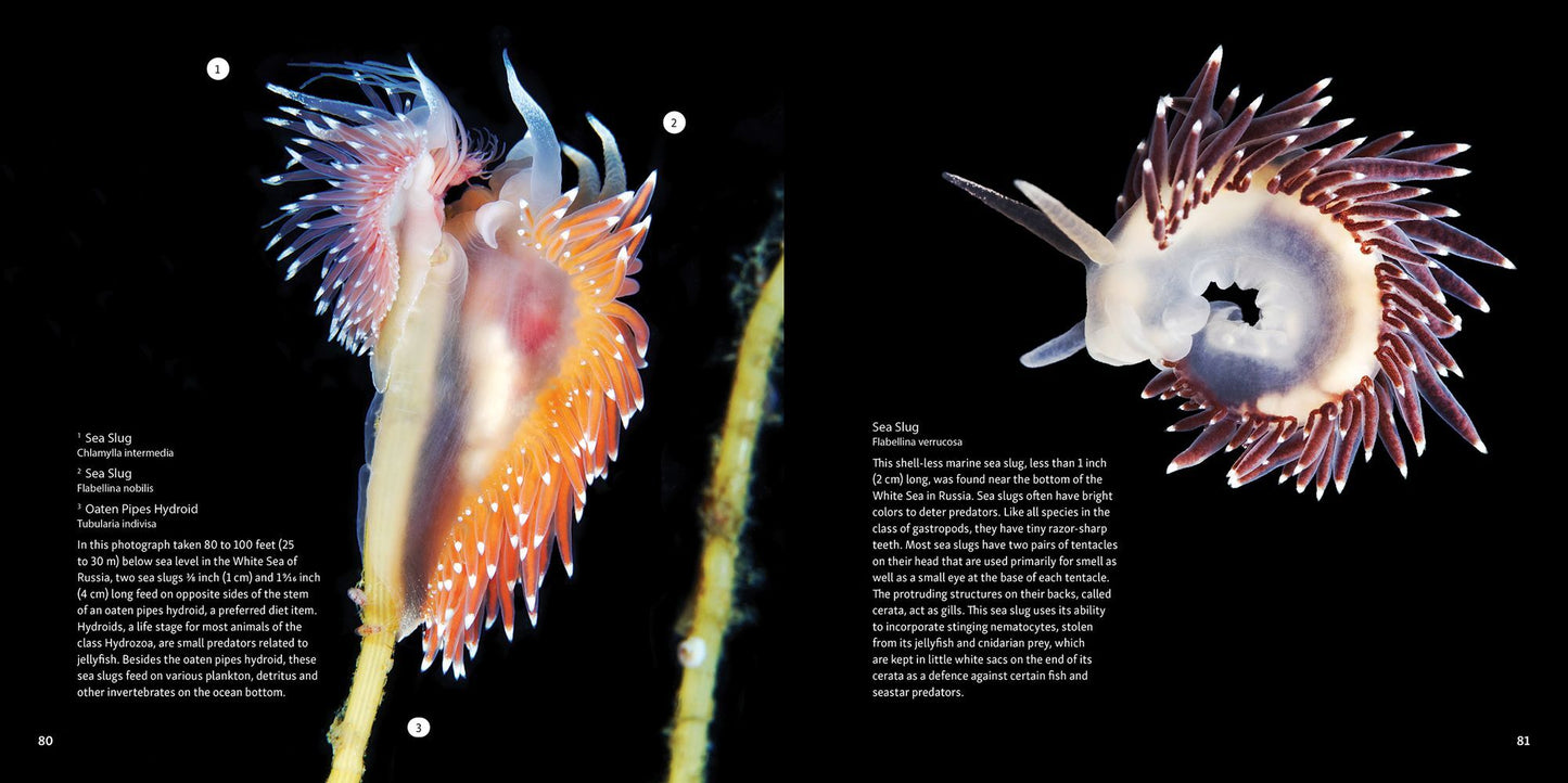 Strange Sea Creatures