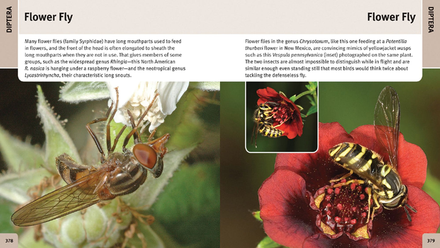 500 Insects: A Visual Reference