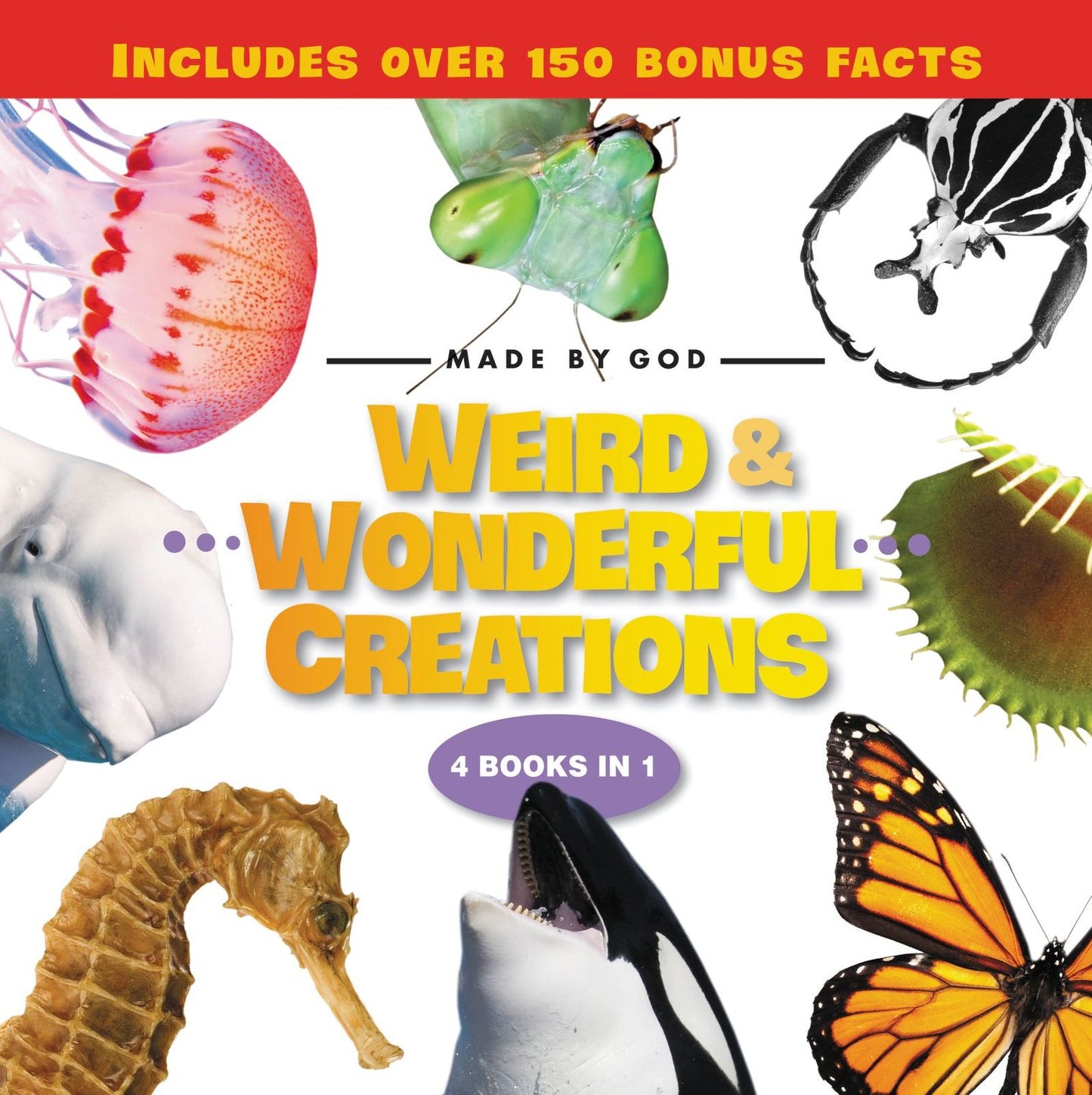 Weird & Wonderful Creations