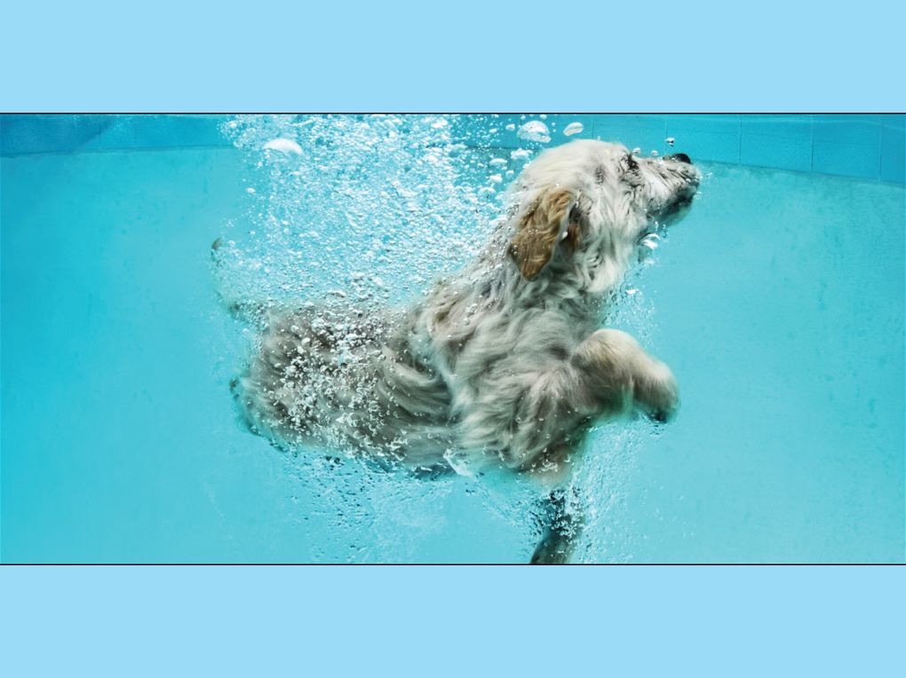 Underwater Dogs: Kids Edition