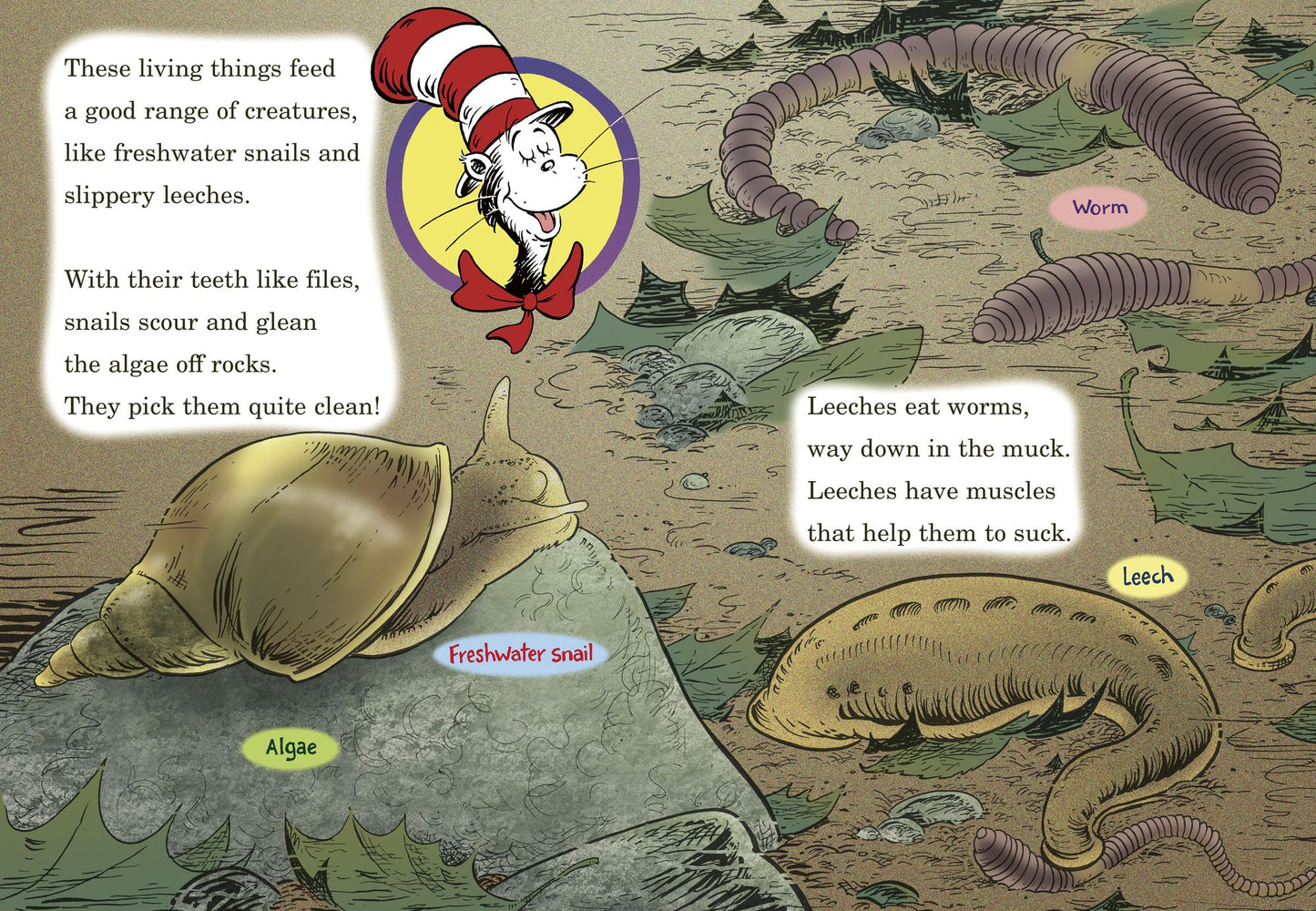Would You Rather Be a Pollywog?: All About Pond Life (Cat in the Hat's Learning Library Series)