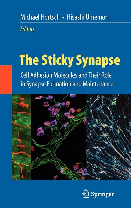 The Sticky Synapse: Cell Adhesion Molecules and Their Role in Synapse Formation and Maintenance