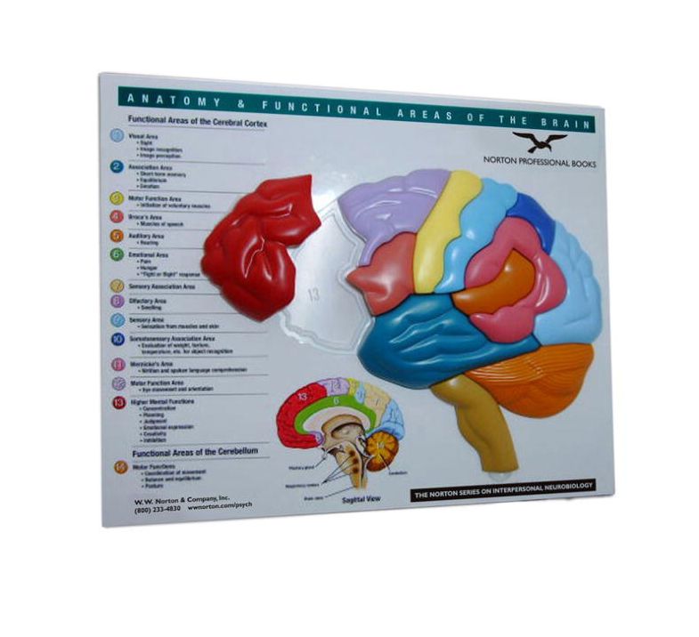 Brain Model & Puzzle: Anatomy & Functional Areas of the Brain