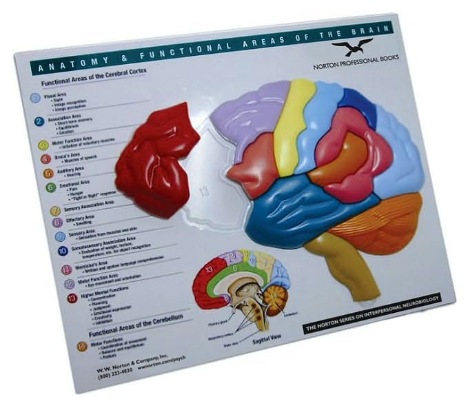 Brain Model & Puzzle: Anatomy & Functional Areas of the Brain