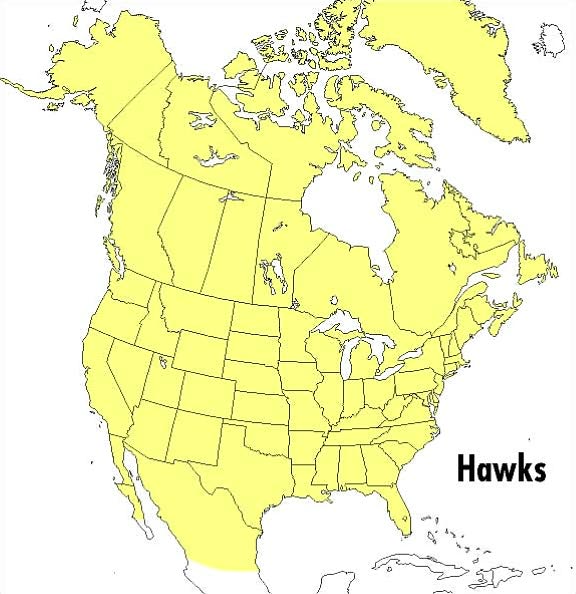 A Field Guide to Hawks of North America