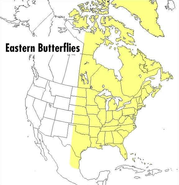 A Field Guide to Eastern Butterflies