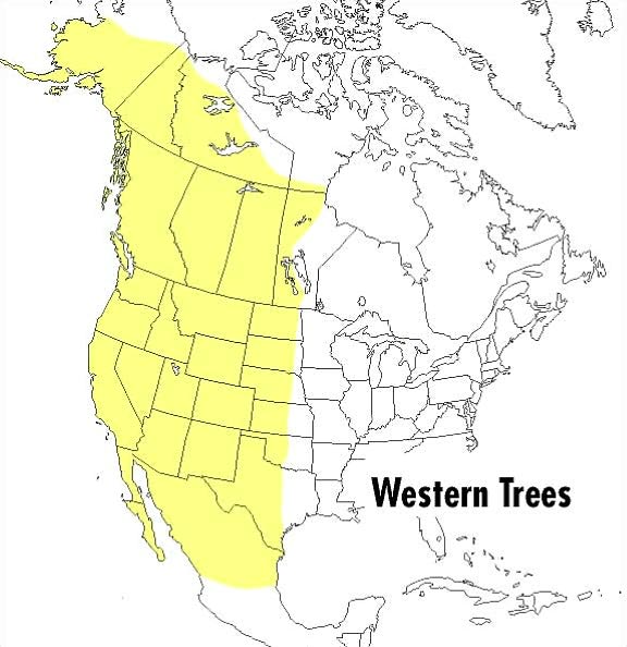 A Field Guide to Western Trees: Western United States and Canada