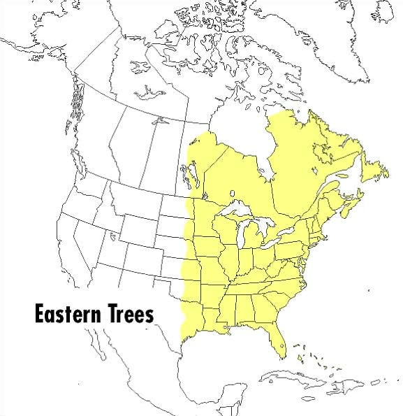 A Field Guide to Eastern Trees: Eastern United States and Canada, Including the Midwest