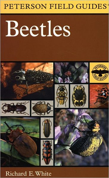 A Field Guide to the Beetles: of North America