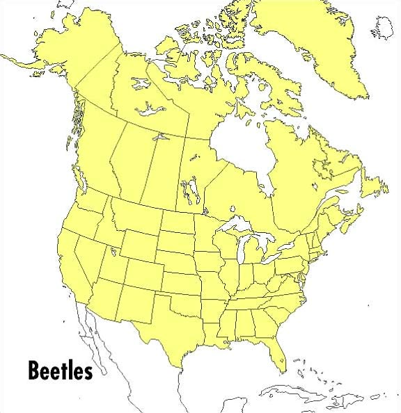 A Field Guide to the Beetles: of North America