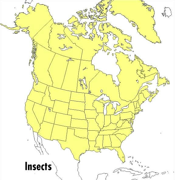 A Peterson Field Guide to Insects: America North of Mexico