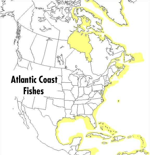 A Field Guide to Atlantic Coast Fishes: North America