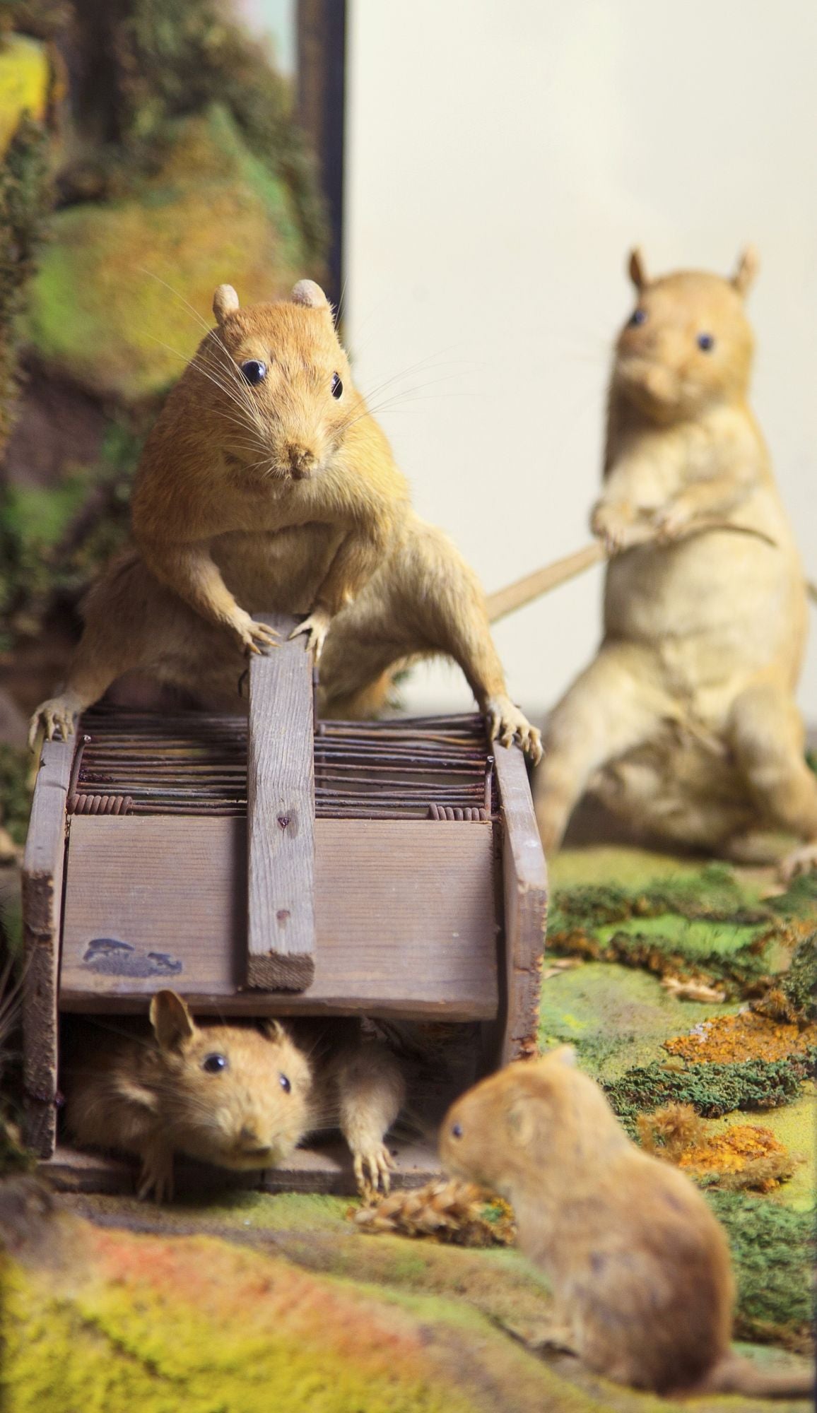 Walter Potter's Curious World of Taxidermy