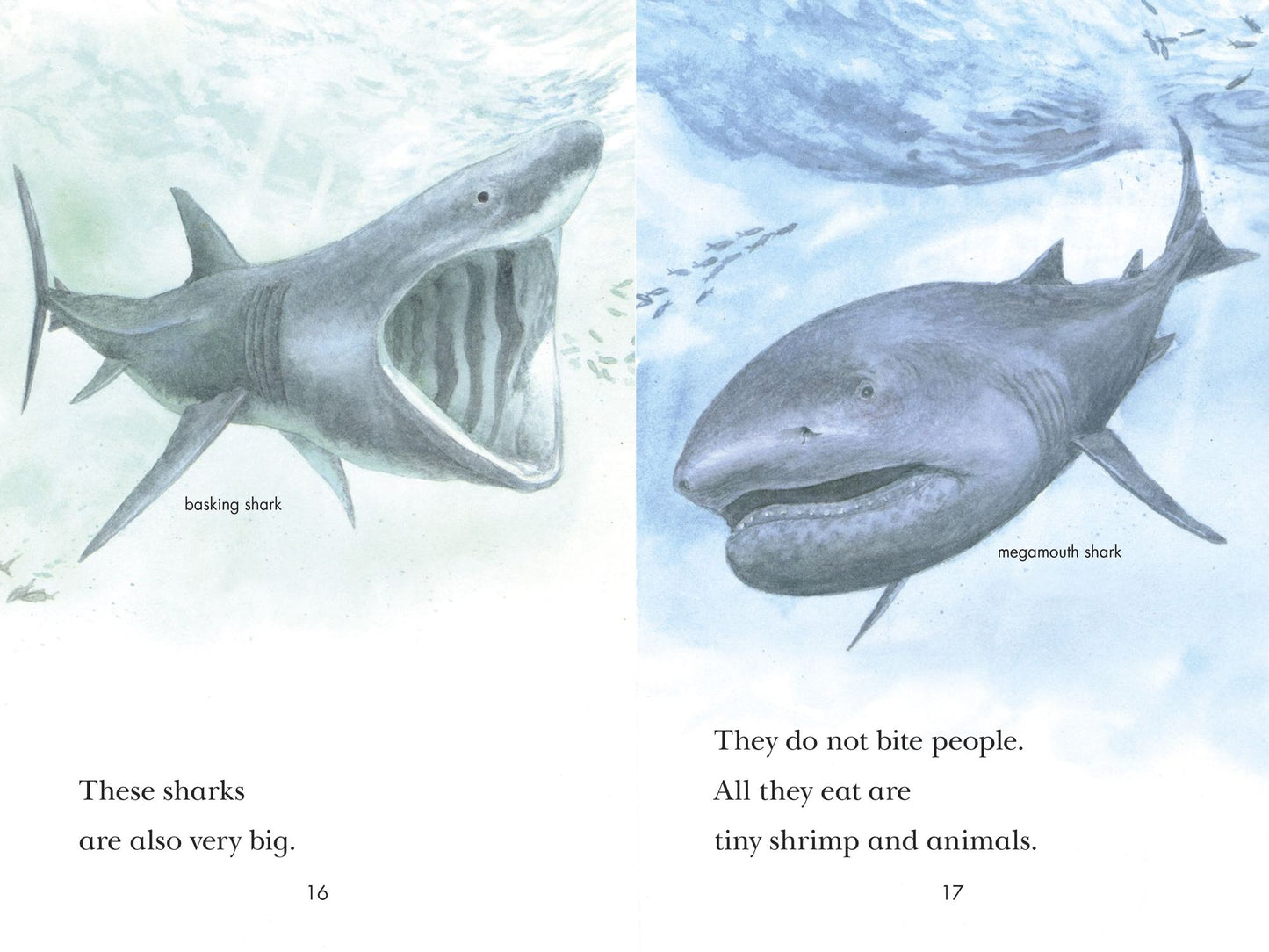 Sharks!