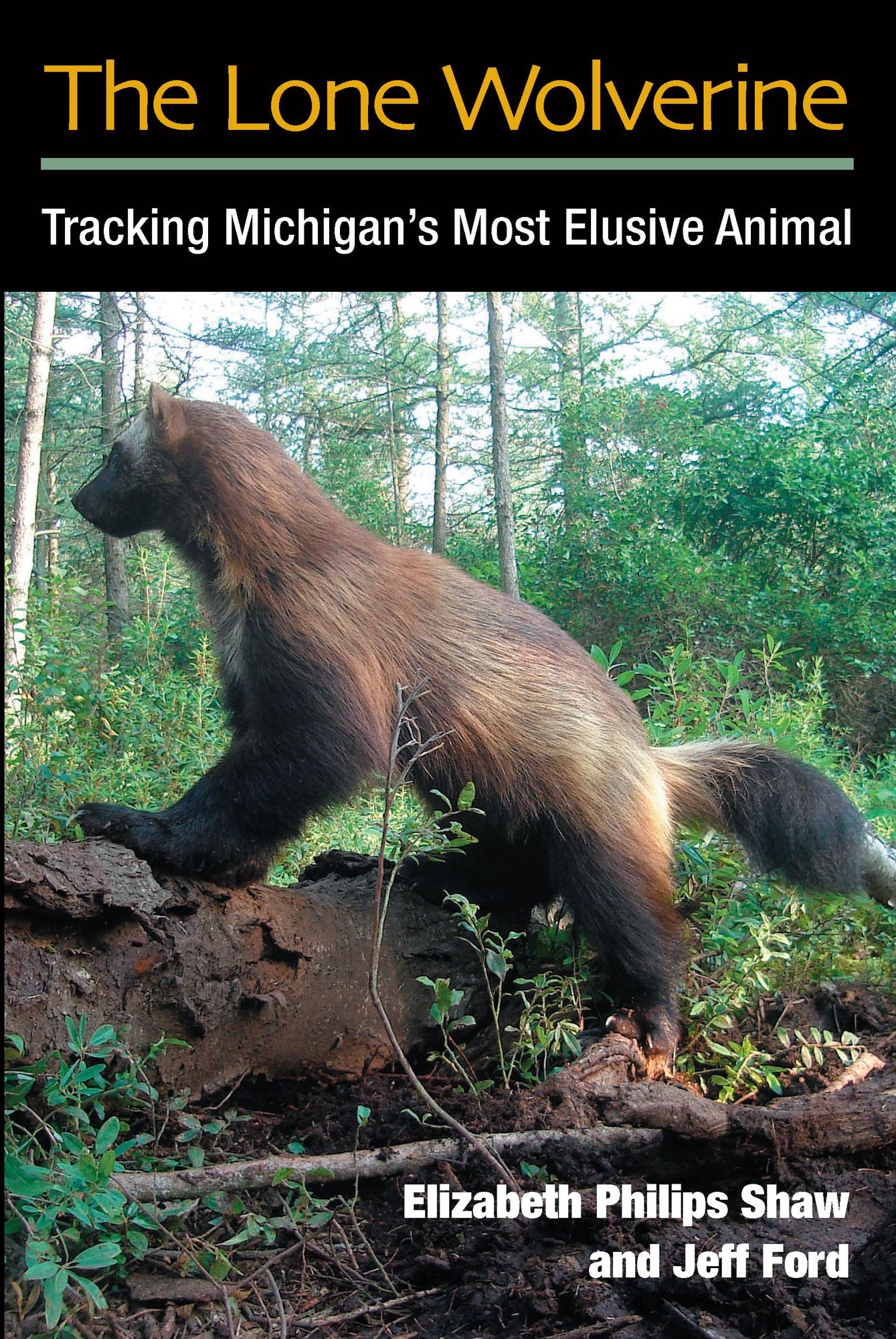 The Lone Wolverine: Tracking Michigan's Most Elusive Animal