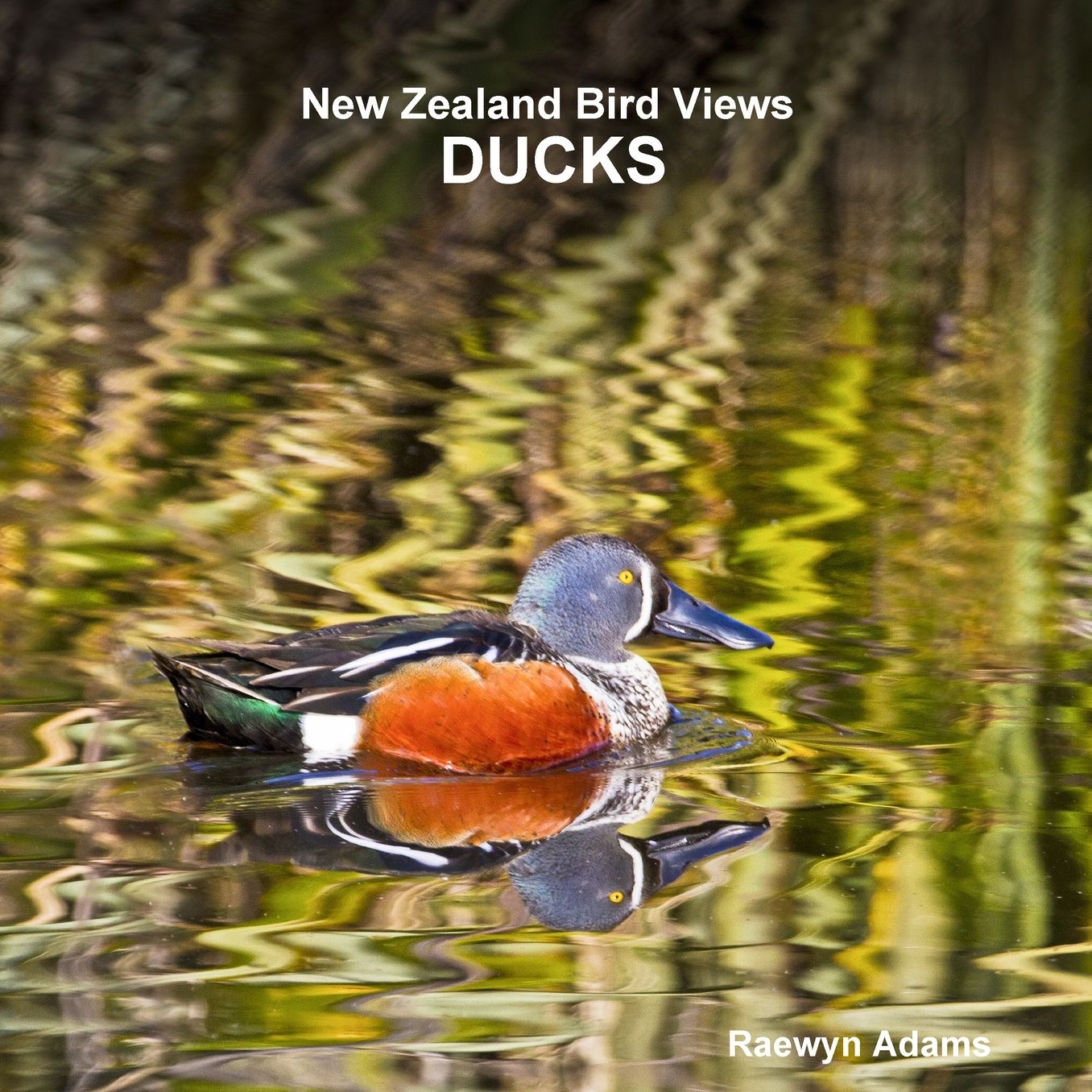 New Zealand bird views: ducks