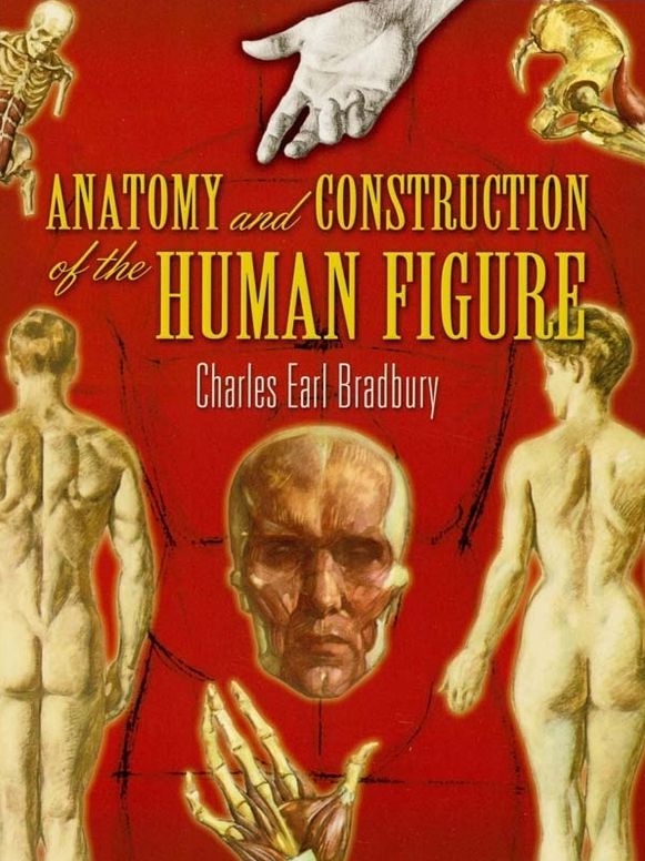 Anatomy and Construction of the Human Figure