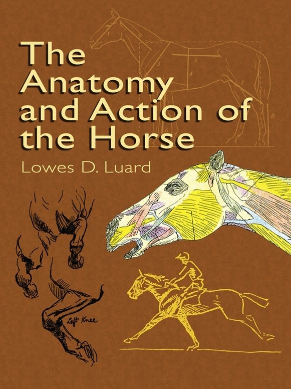 The Anatomy and Action of the Horse