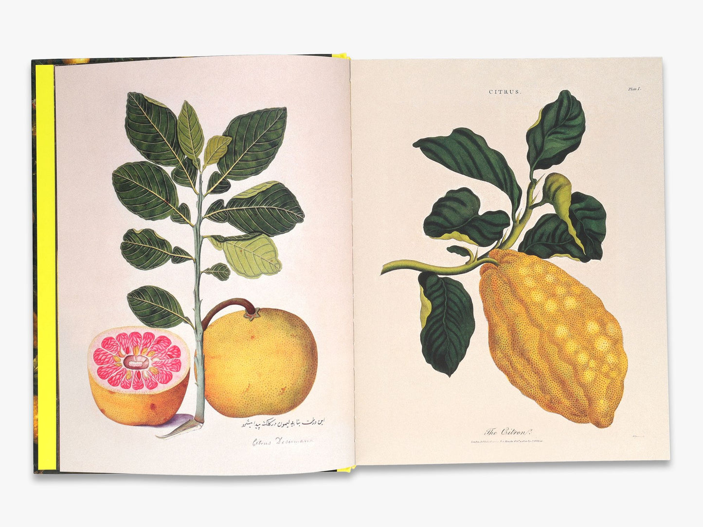 Citrus: A World History