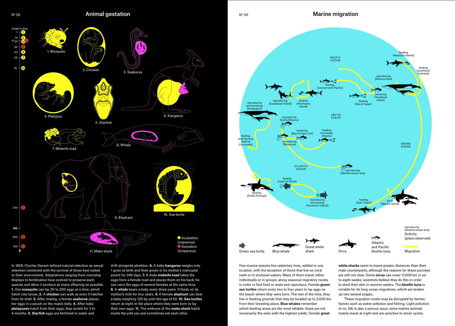 Phenomena: An Infographic Guide to Almost Everything
