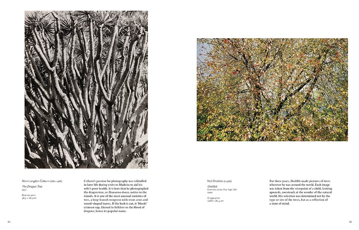 Into the Woods : Trees and Photography