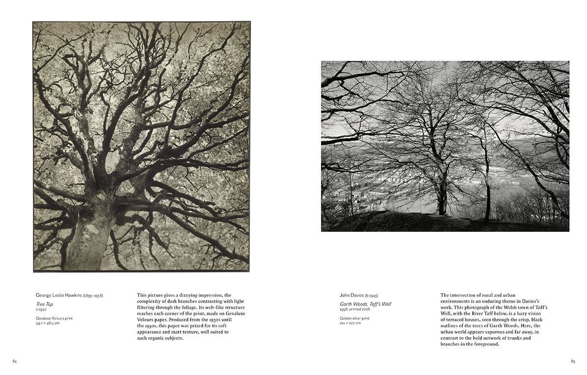 Into the Woods : Trees and Photography