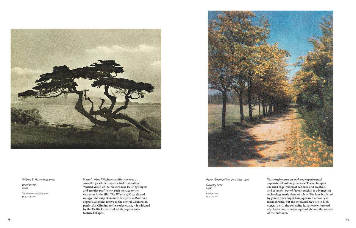 Into the Woods : Trees and Photography
