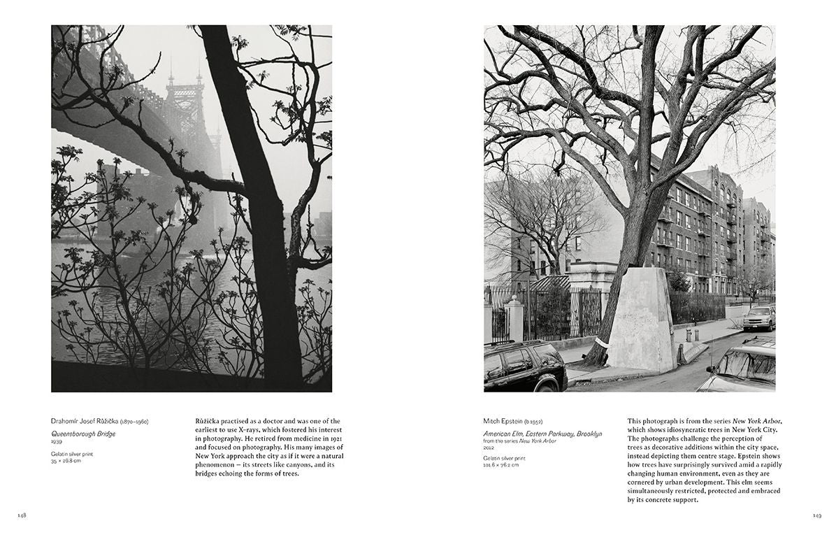 Into the Woods : Trees and Photography