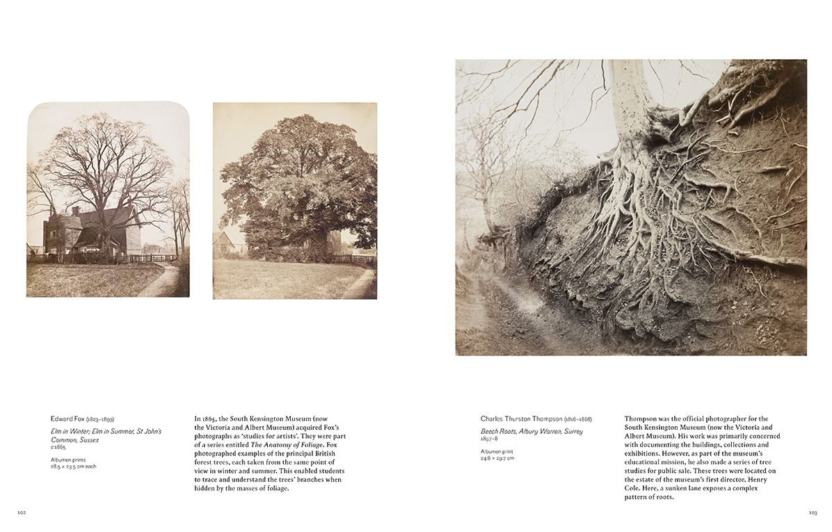 Into the Woods : Trees and Photography