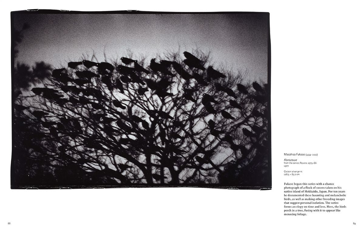 Into the Woods : Trees and Photography