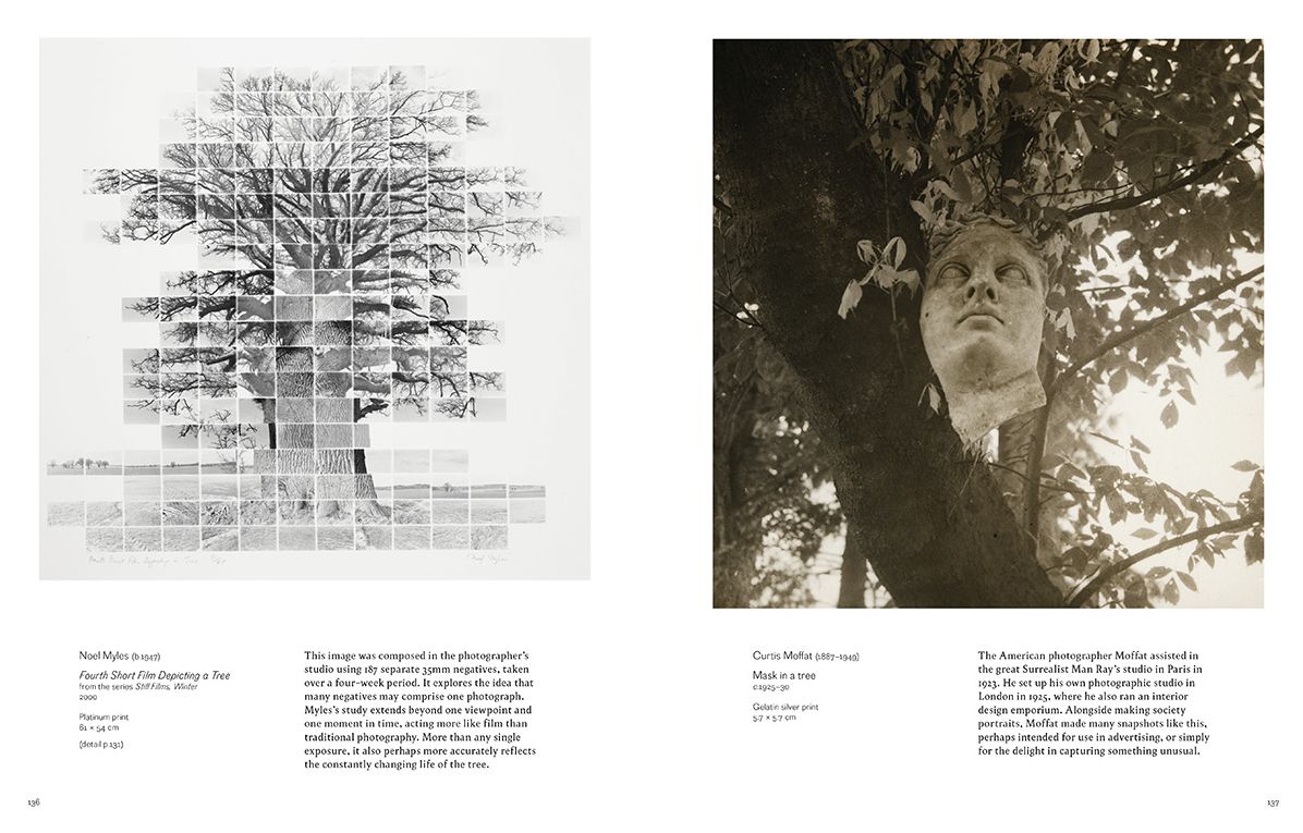 Into the Woods : Trees and Photography