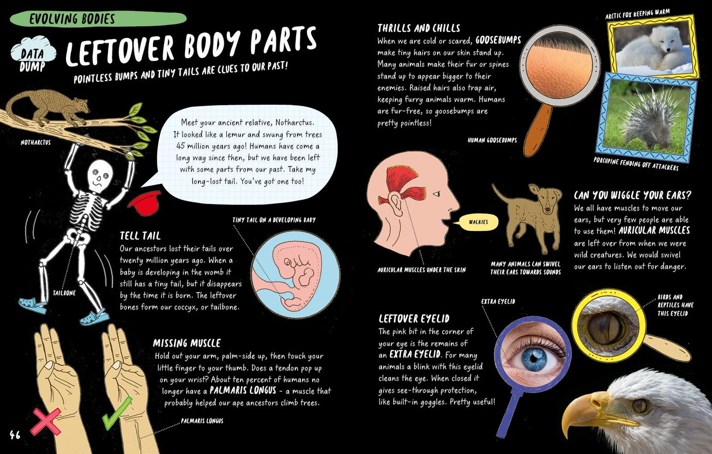 The Brainiac's Book of the Body and Brain