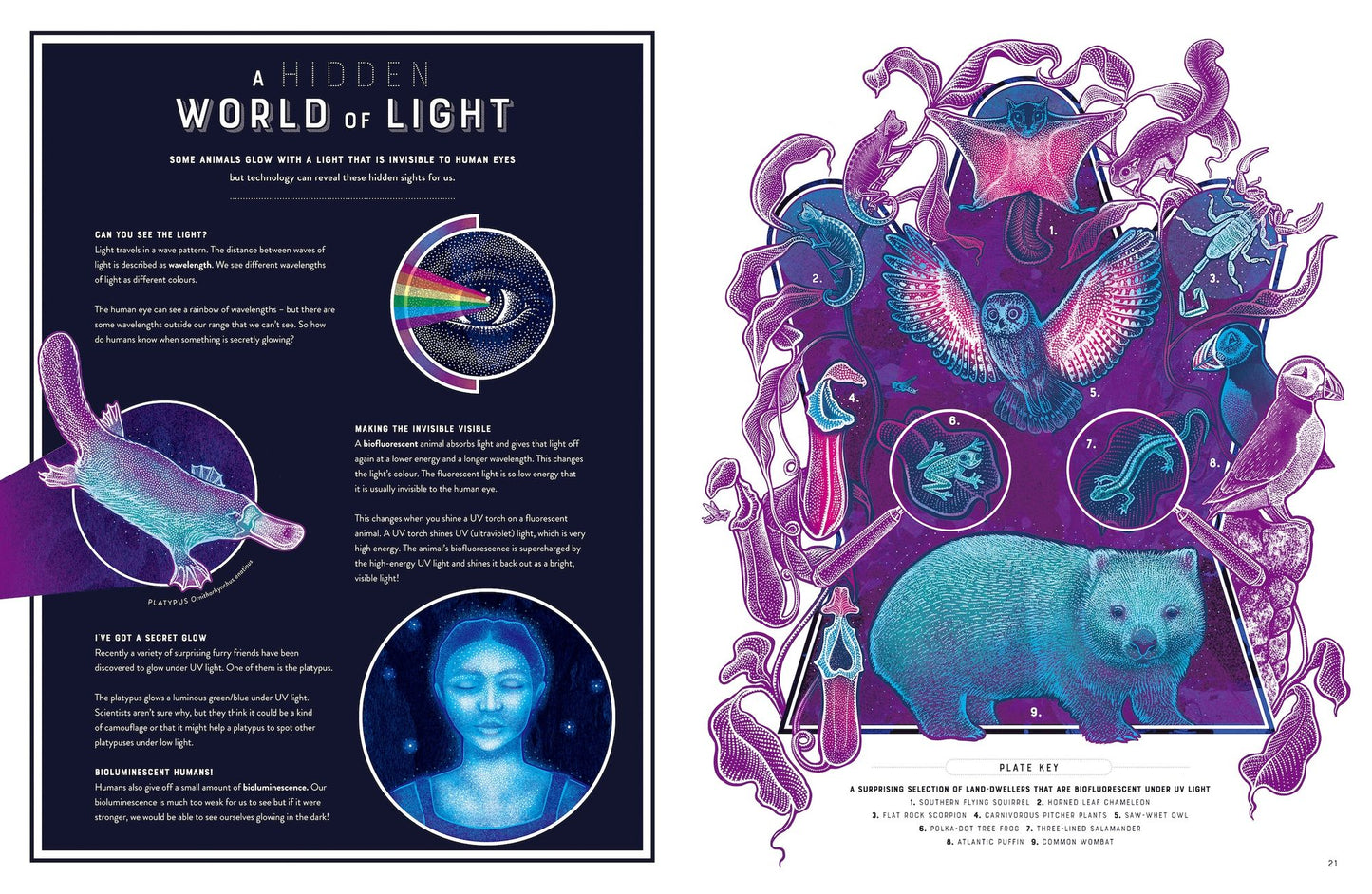 Glow: The wild wonders of bioluminescence