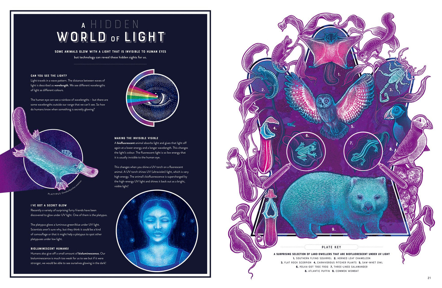 Glow: The wild wonders of bioluminescence