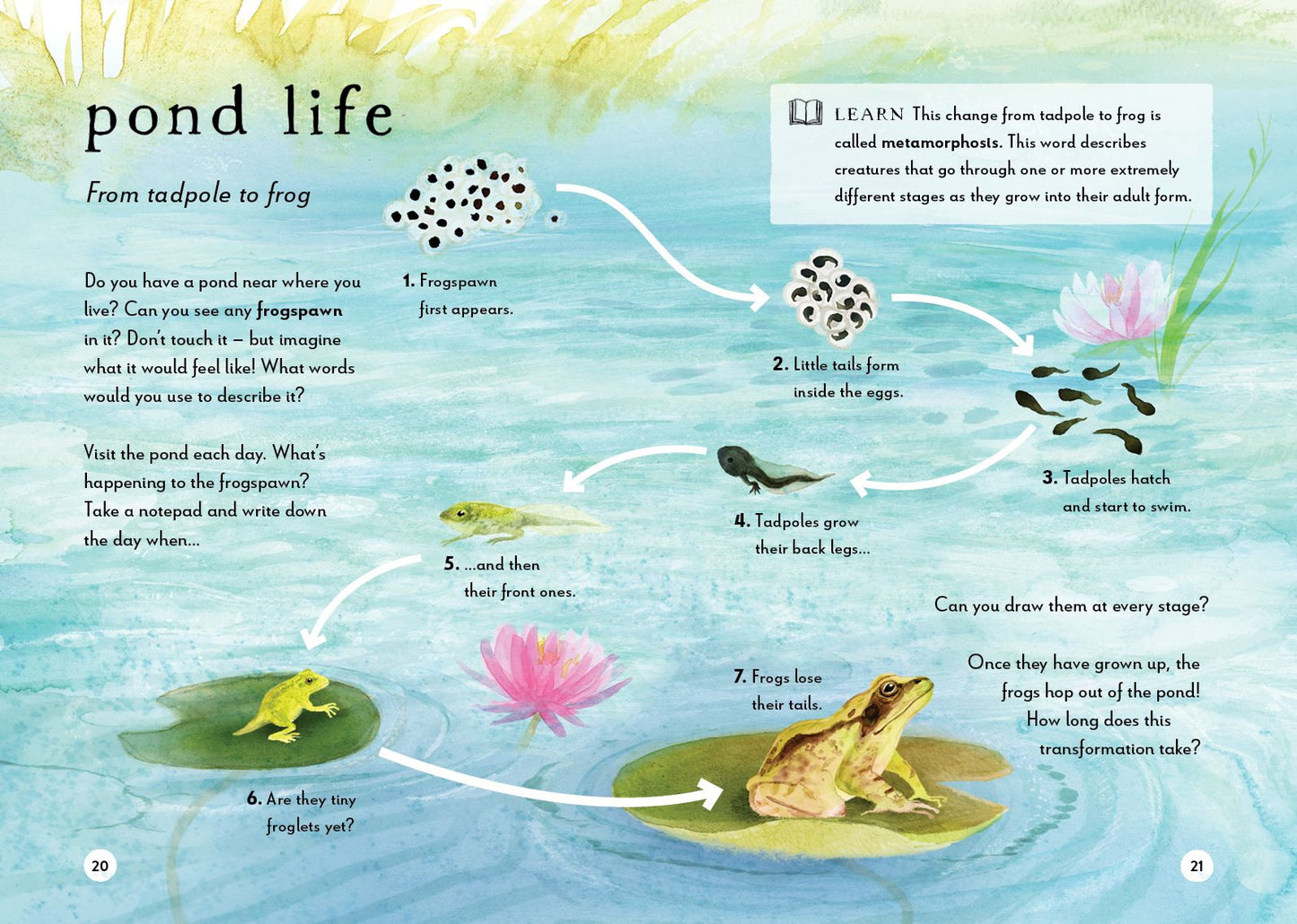 A Field Guide to Spring: Play and learn in nature
