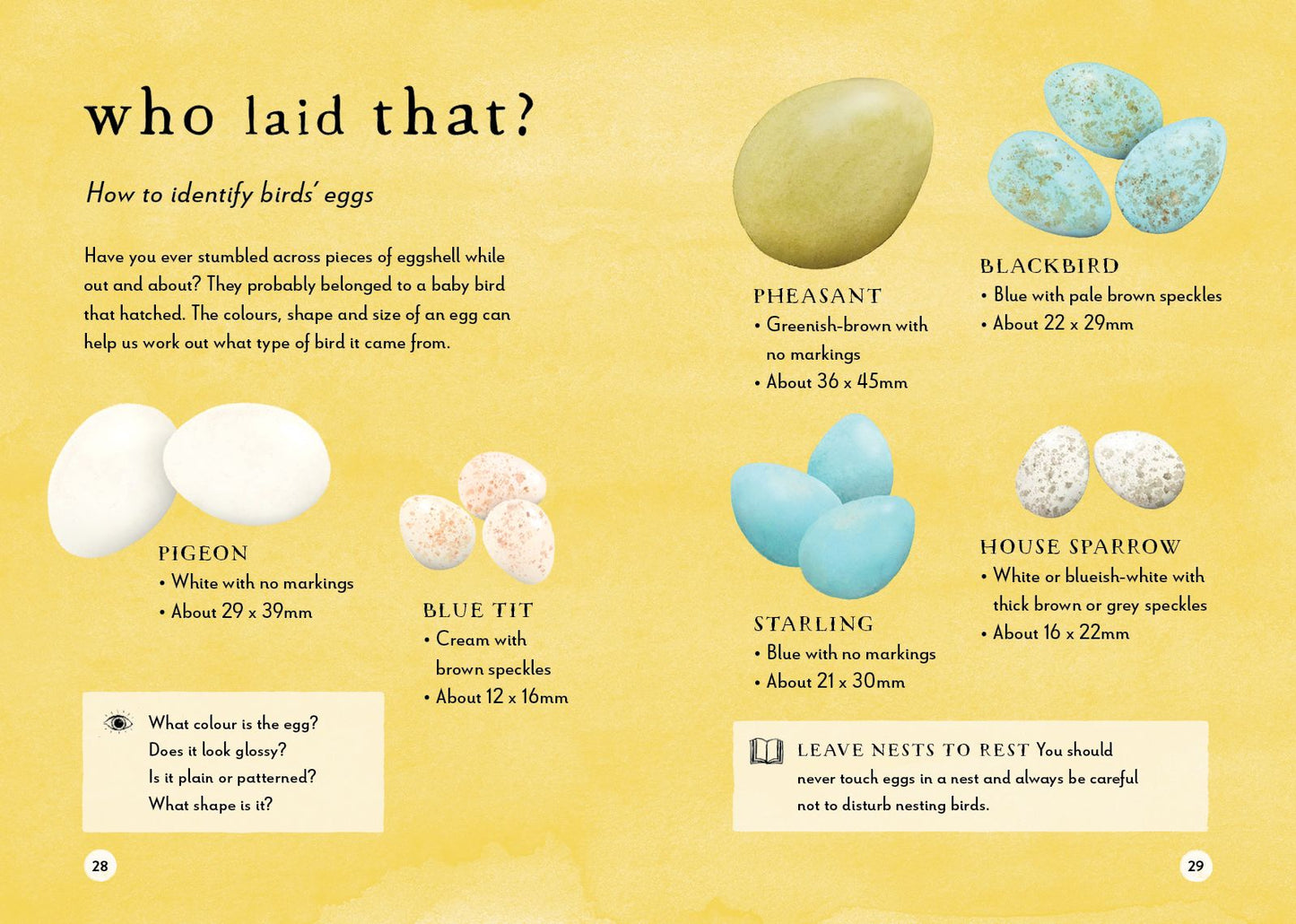 A Field Guide to Spring: Play and learn in nature