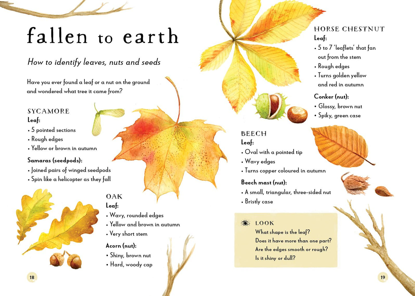 A Field Guide to Autumn: Play and learn in nature