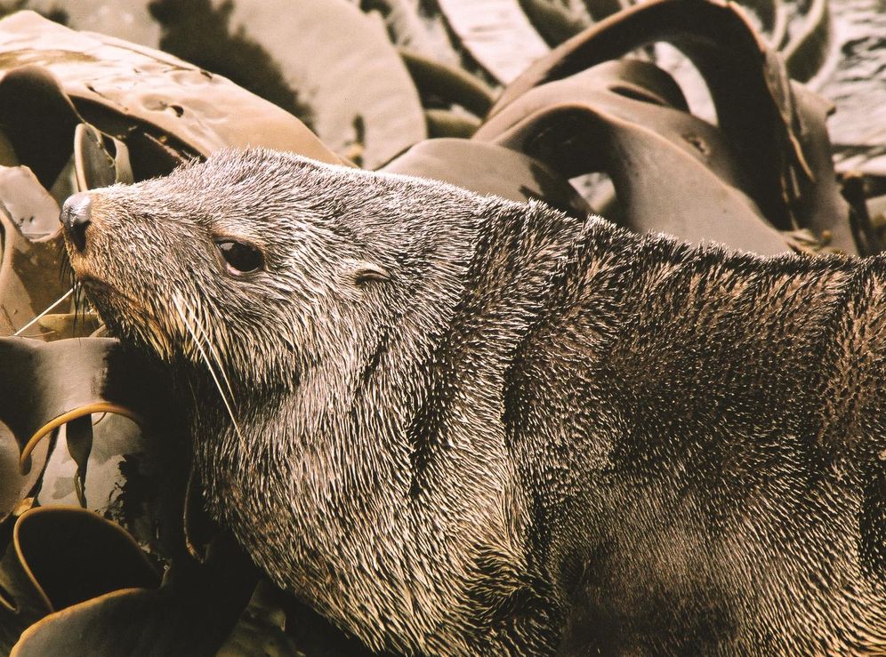A Hostile Beauty: Life on Macquarie Island