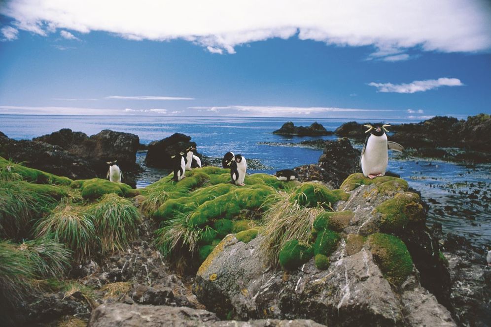 A Hostile Beauty: Life on Macquarie Island