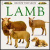 Lamb