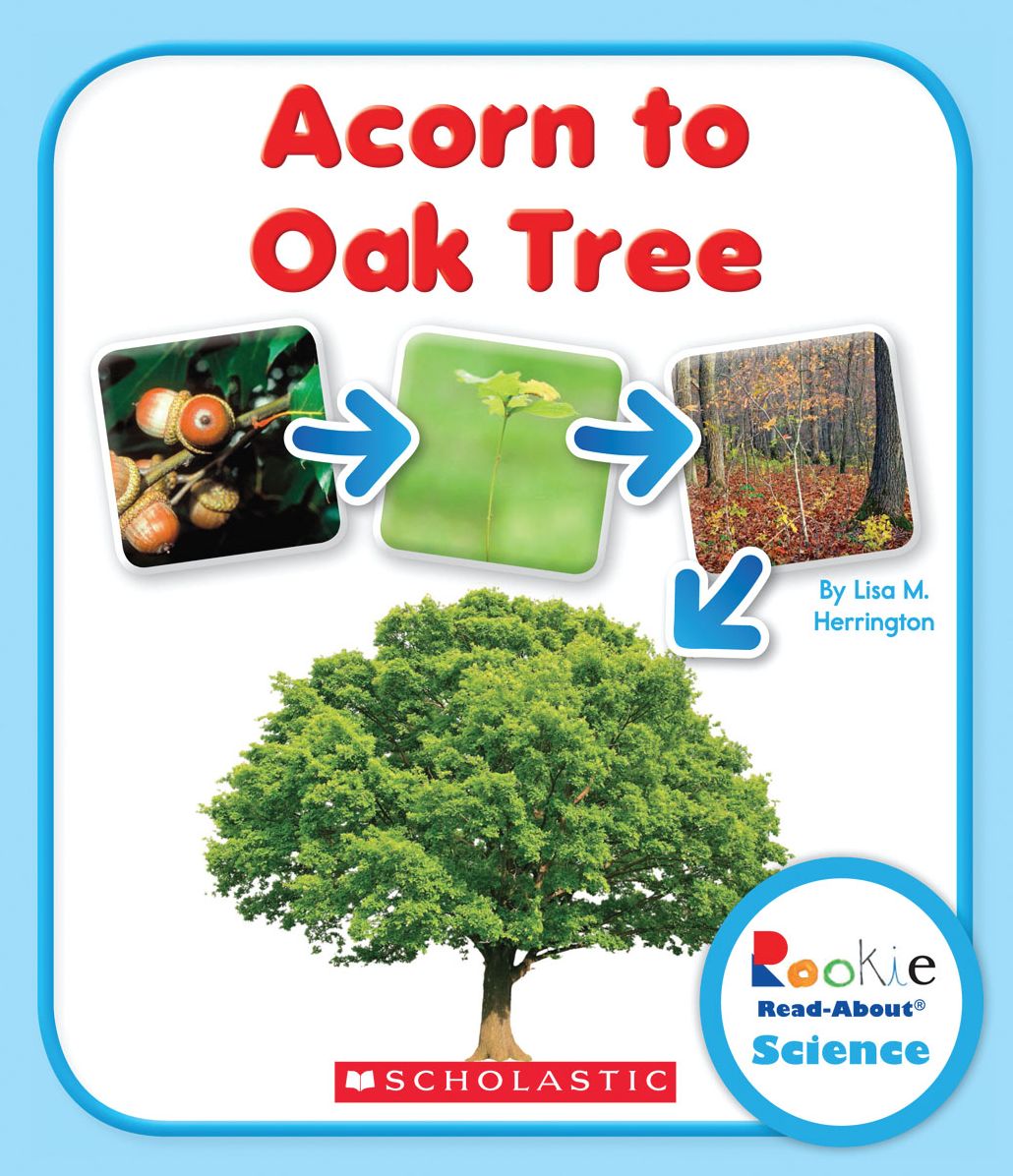 Acorn to Oak Tree