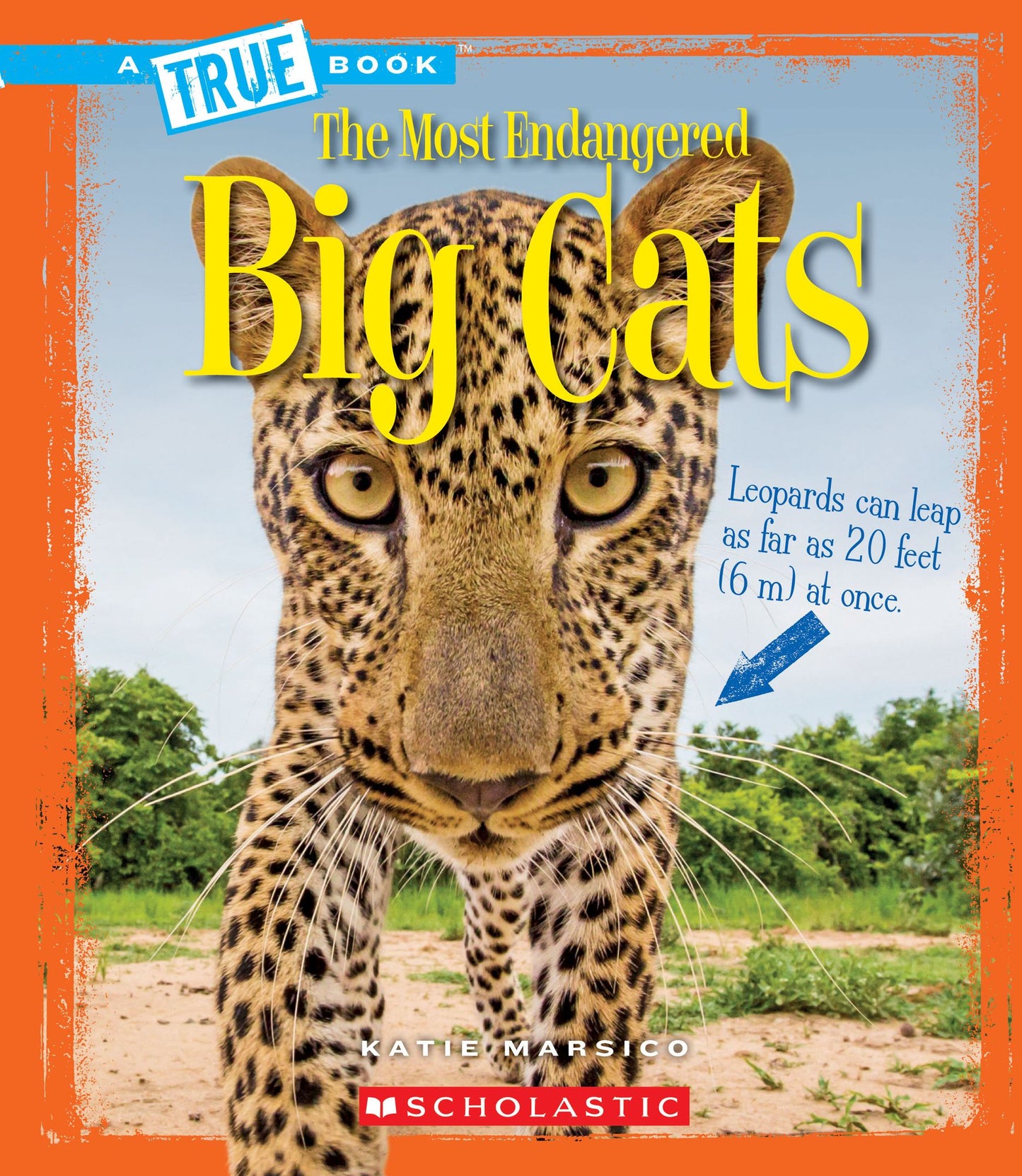 Big Cats