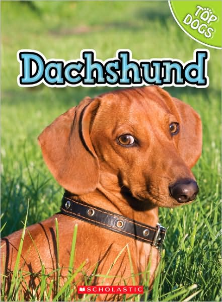 Dachshund
