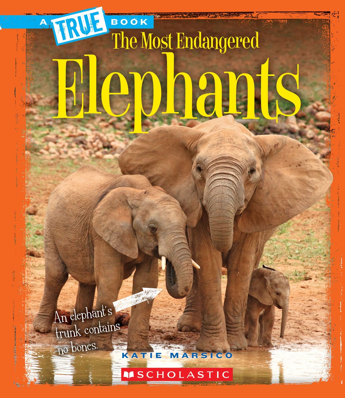 Elephants