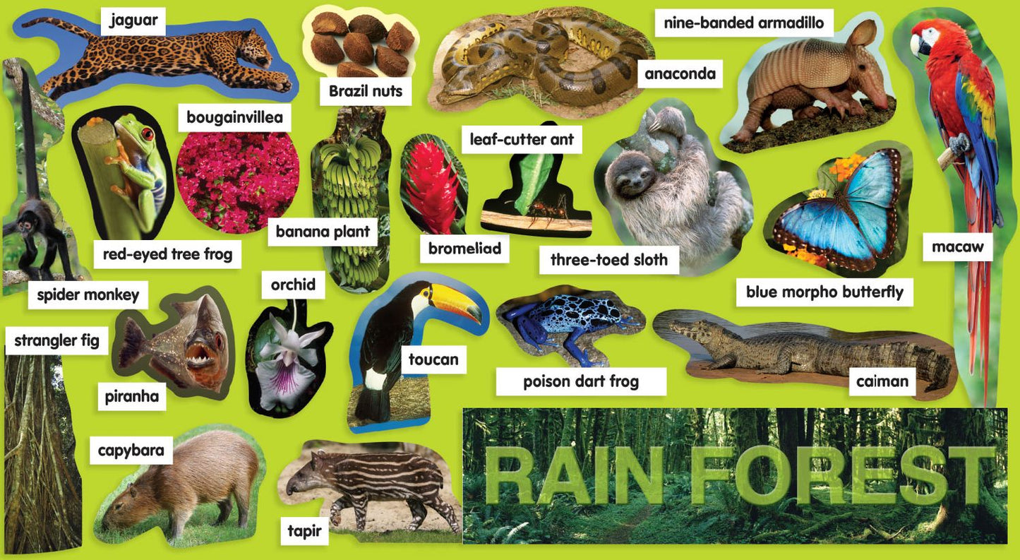 Rainforest Plants & Animals Mini Bulletin Board