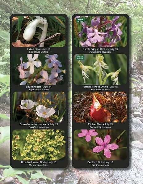 Keweenaw Wildflowers Blooming Seasons